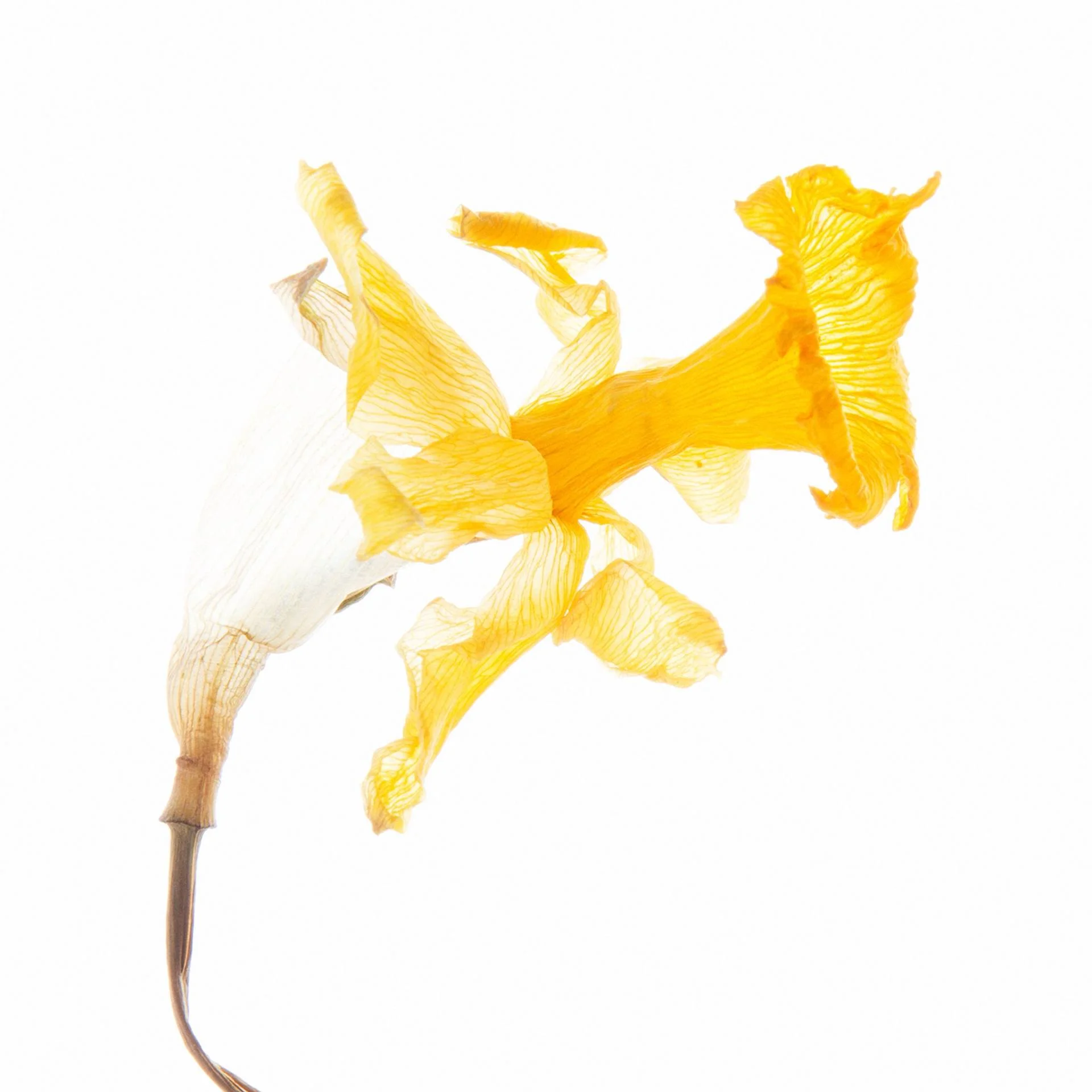 Daffodil