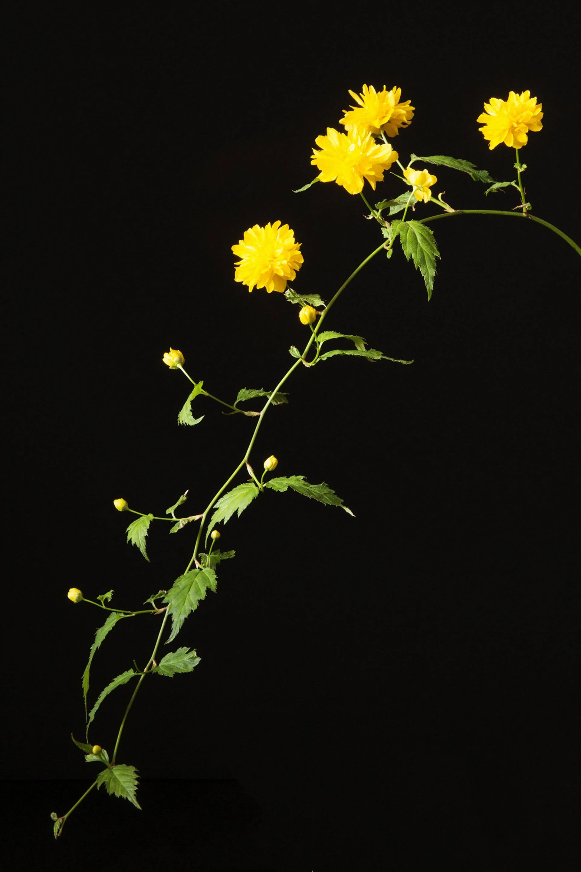Isolation. Day 52 — Limited Edition of 3