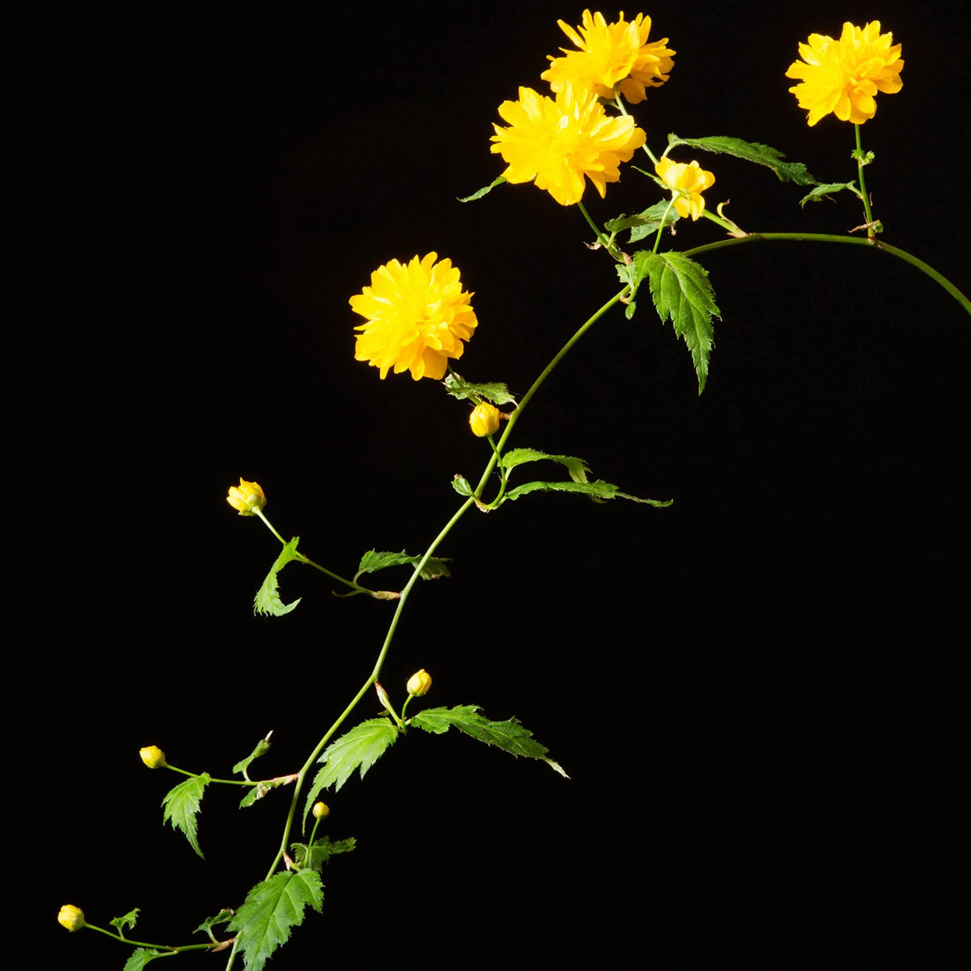 Isolation. Day 52 — Limited Edition of 3 - 2