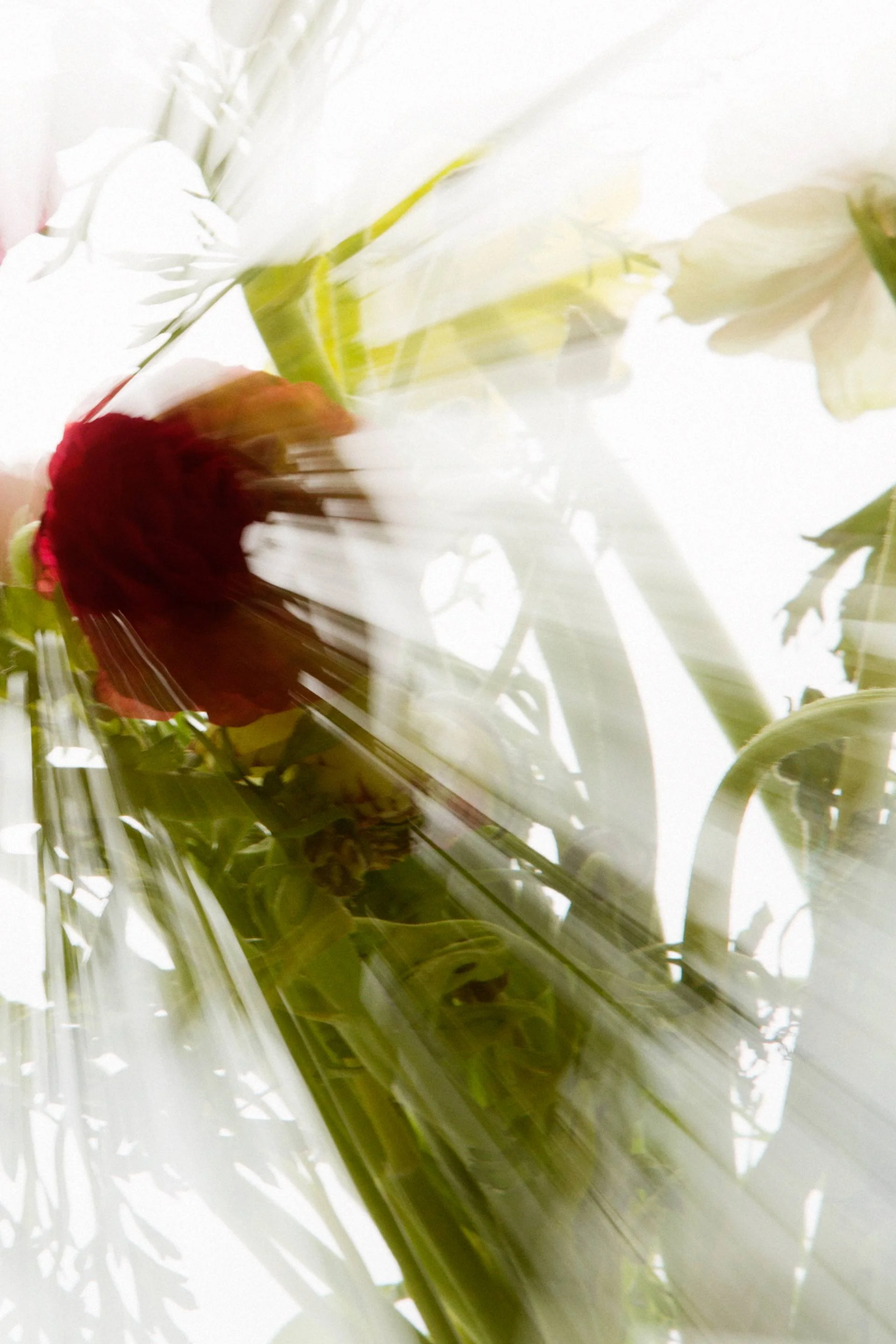 Translucent I — Limited Edition of 20 - 3