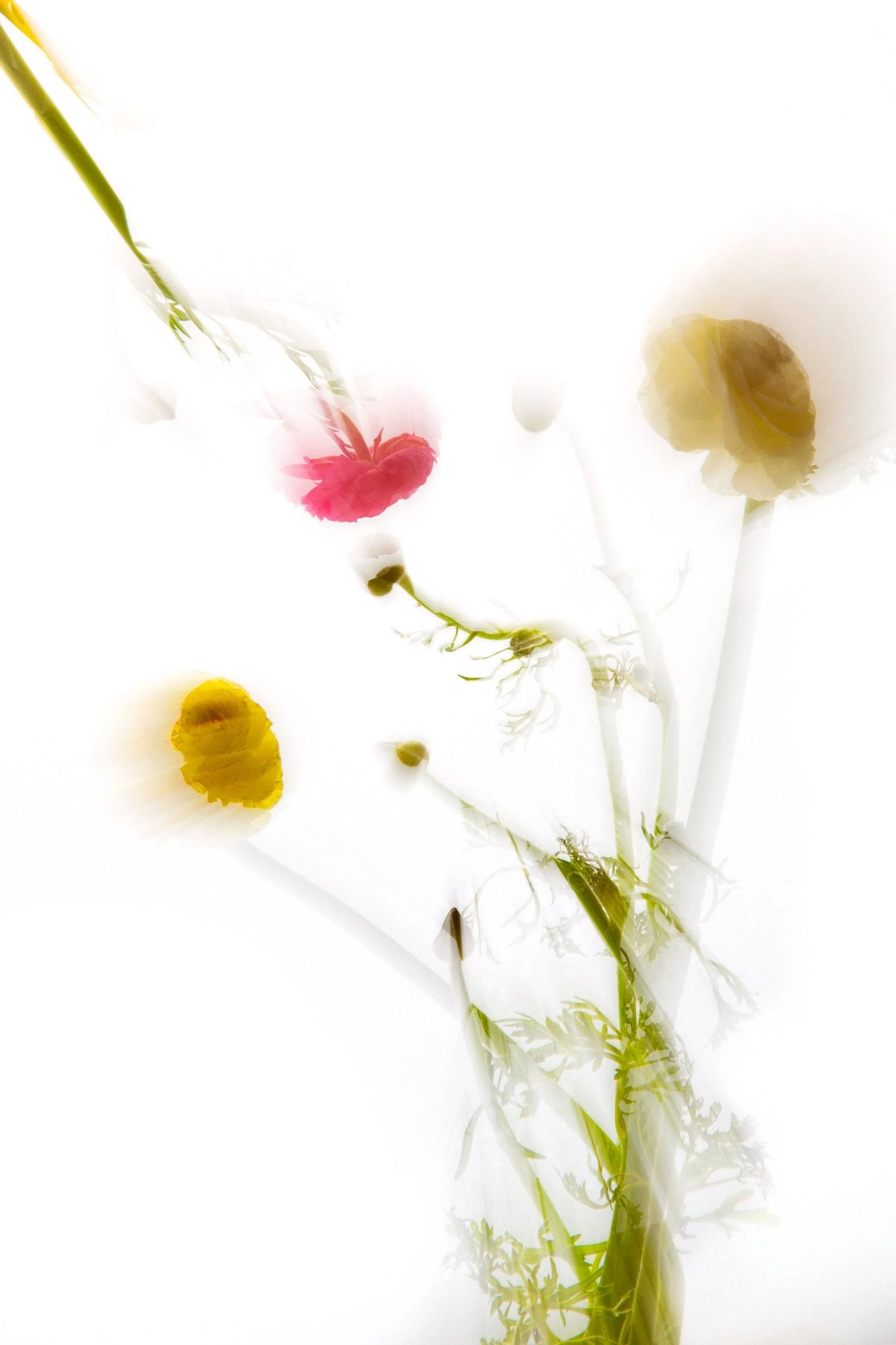 Translucent II — Limited Edition of 10