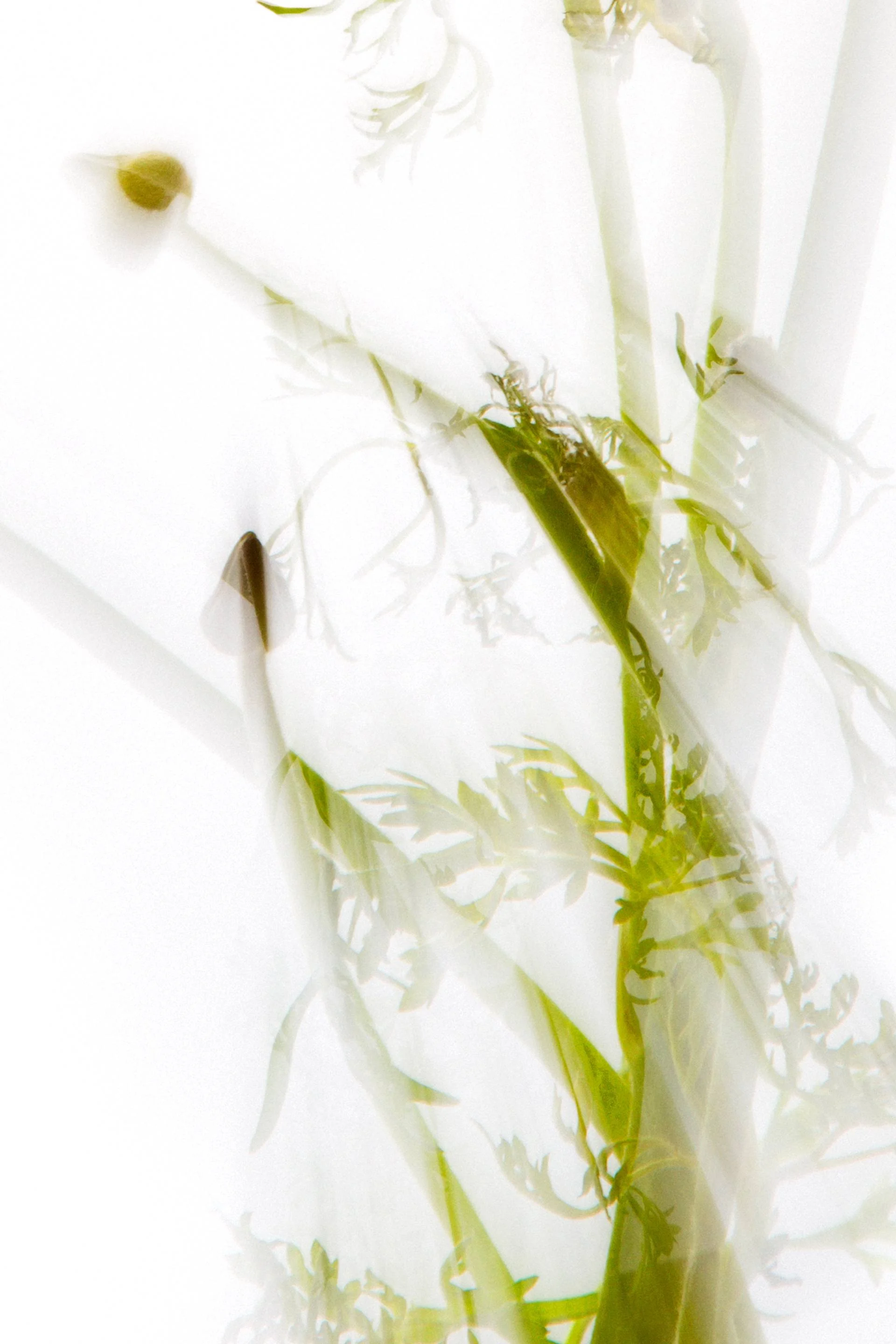 Translucent II — Limited Edition of 10 - 3