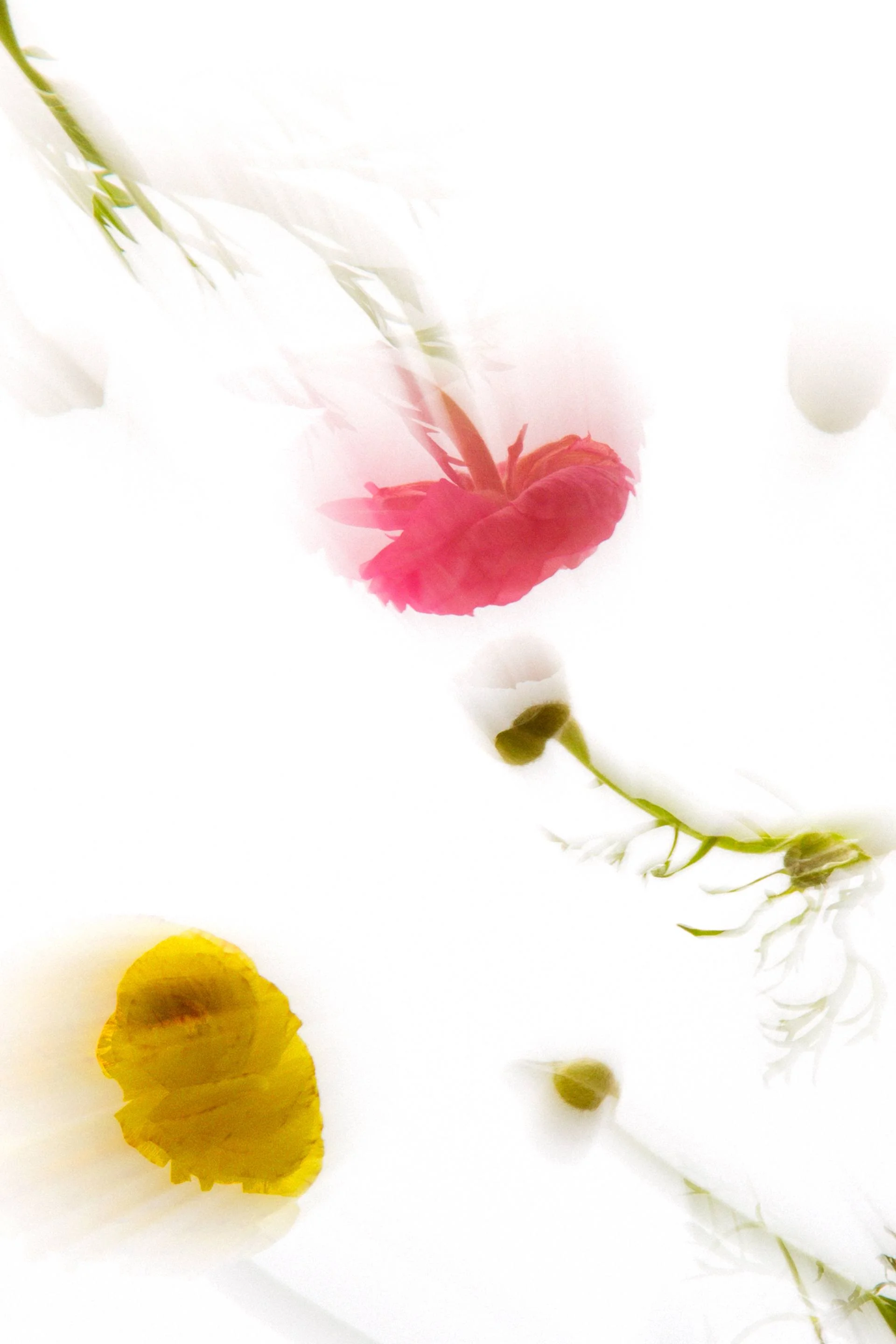 Translucent II — Limited Edition of 20 - 2